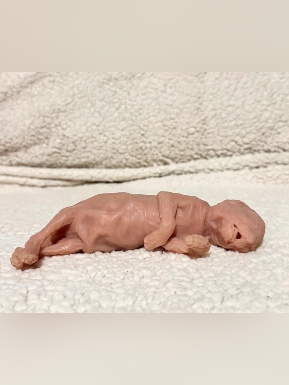 Sphynx kitten silicone